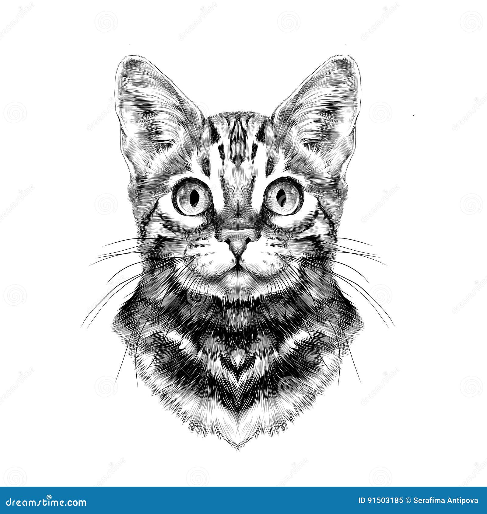 How To Draw A Cute Kitten Face With Pencil Sketch And Shading  YouTube