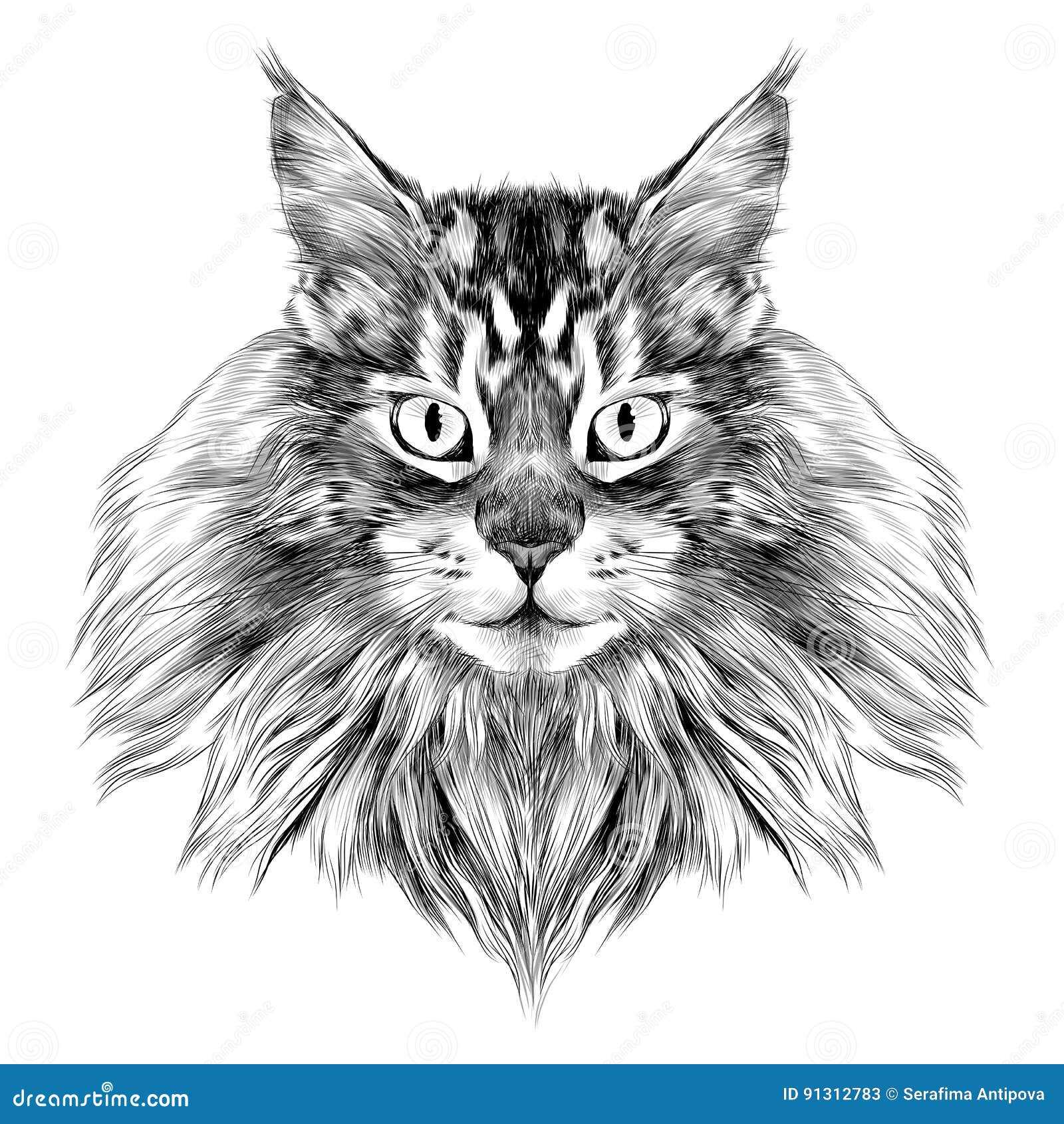 8 Easy Steps To Draw A Maine Coon Cat  Maine Coon Central