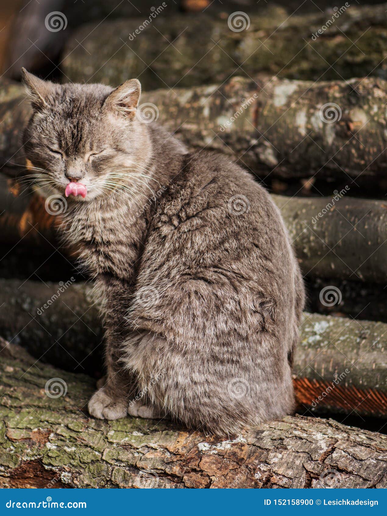 cat licking lips and not eating