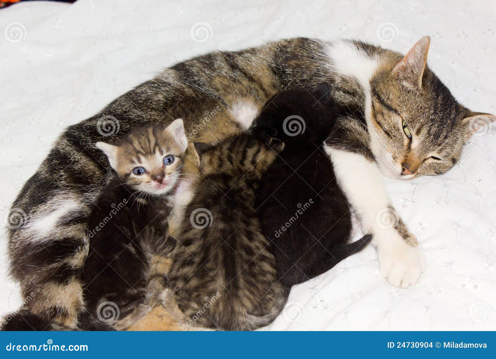 Cat feeding kittens stock photo. Image of cute, beautiful 24730904
