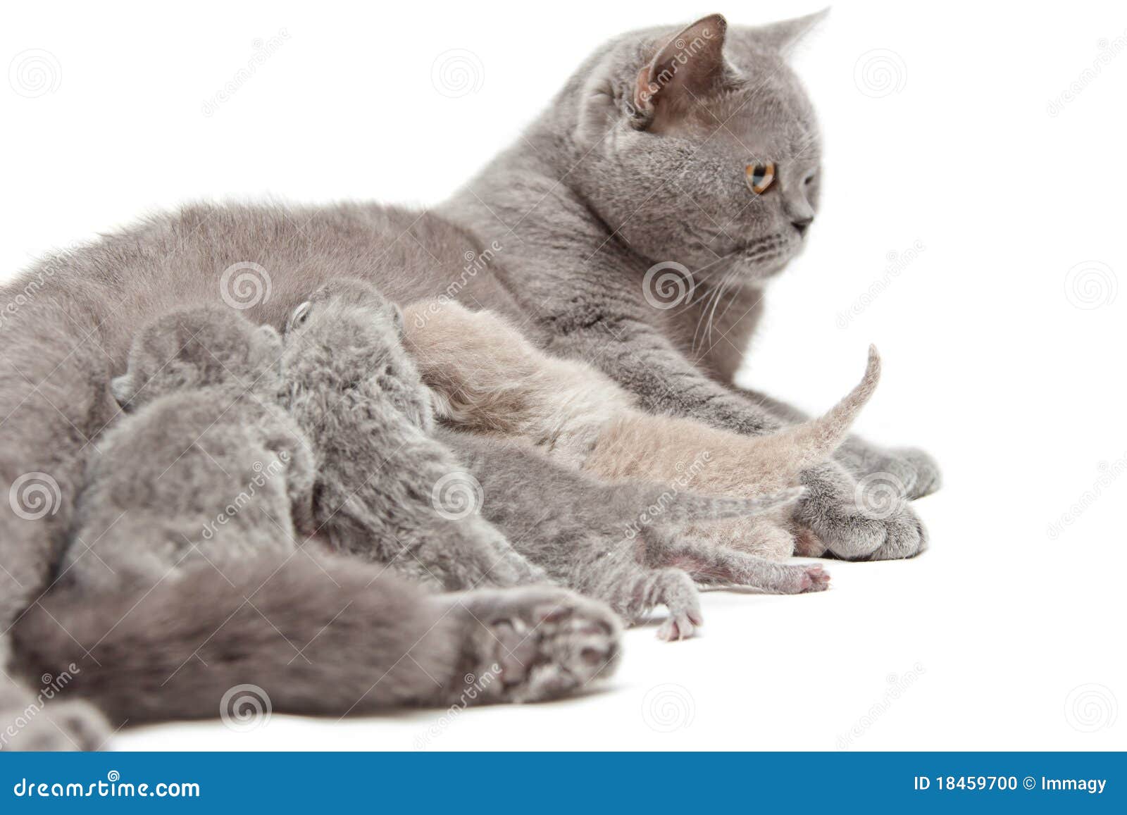 Cat feeding little kittens stock photo. Image of milk 18459700