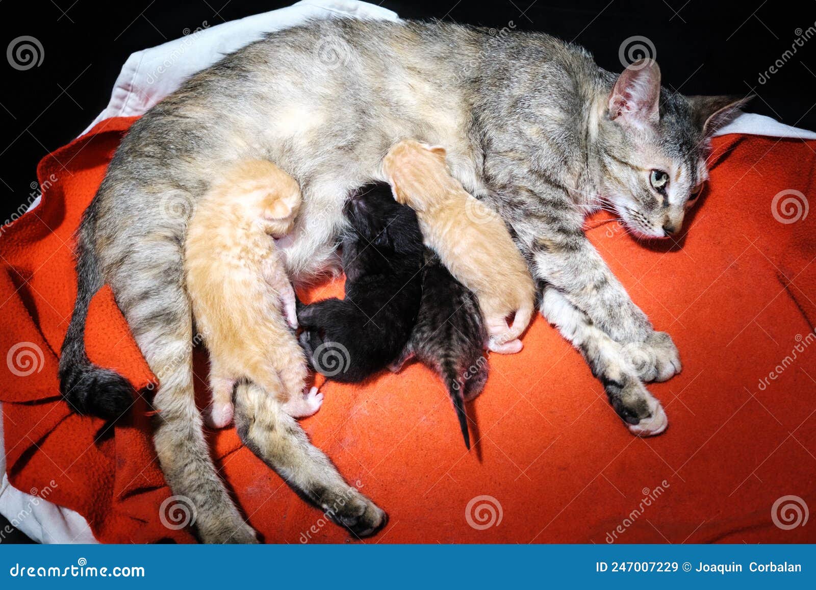 A Cat Feeds Her Litter of Newborn Kittens Stock Image Image of feeds