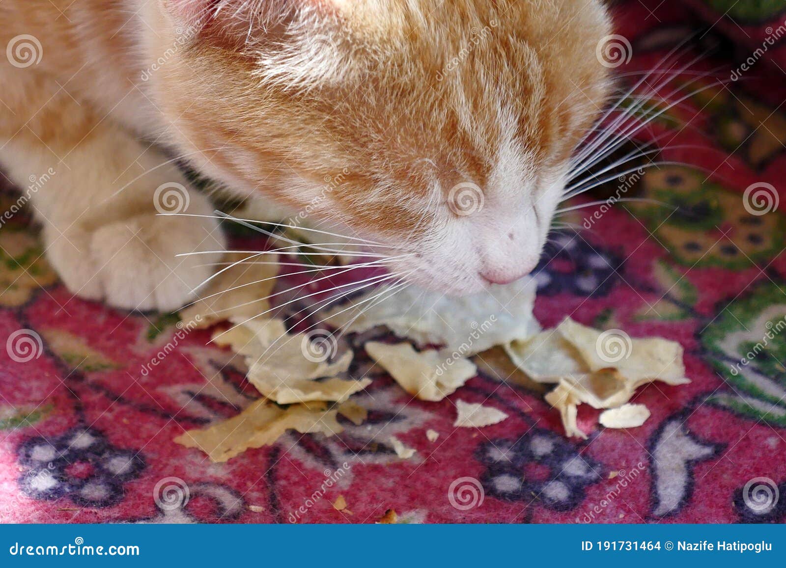 cat eating bread