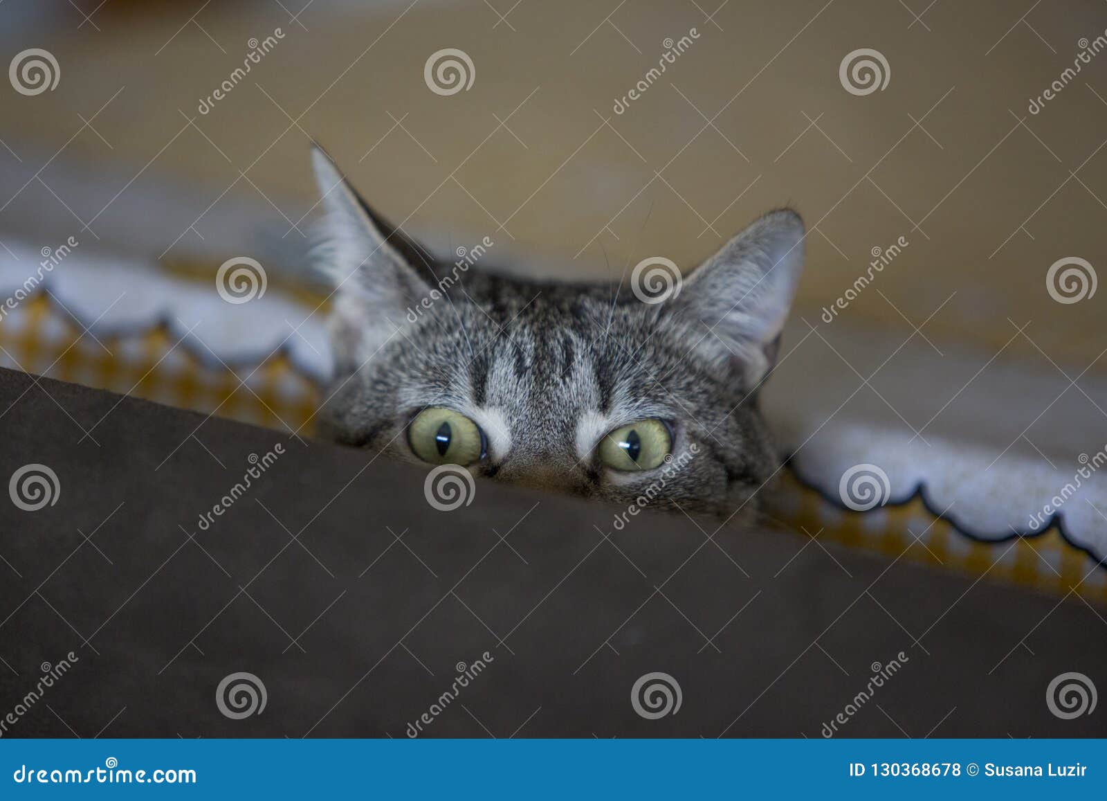 funny cat face posing to the camera