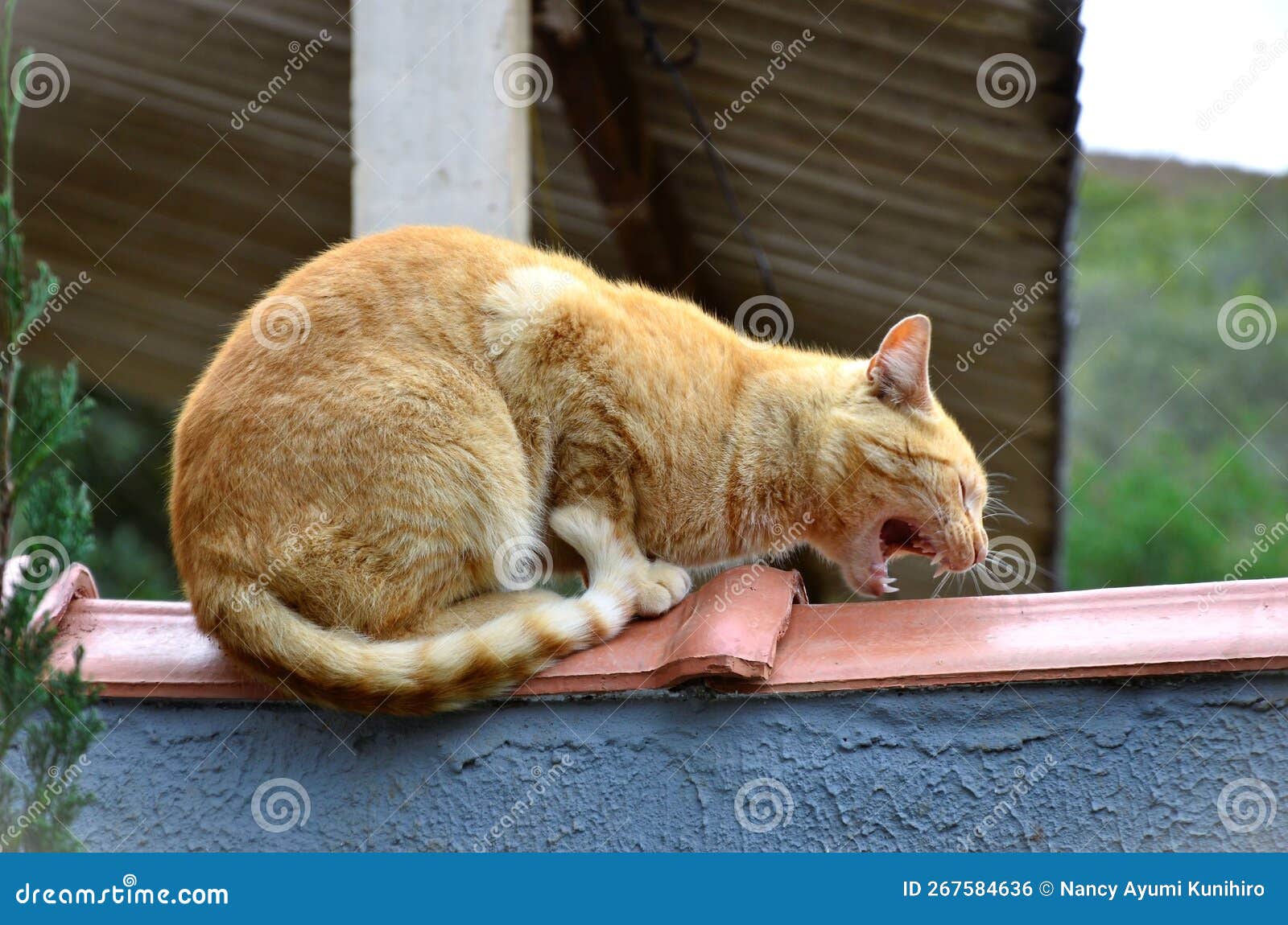 cat felis catus of orange color with disgust on the fence