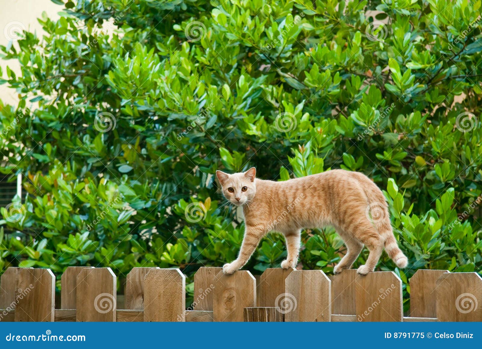Chaton Walking On A Fence Cat Walking On Fence Stock Image Image Of Shoulder