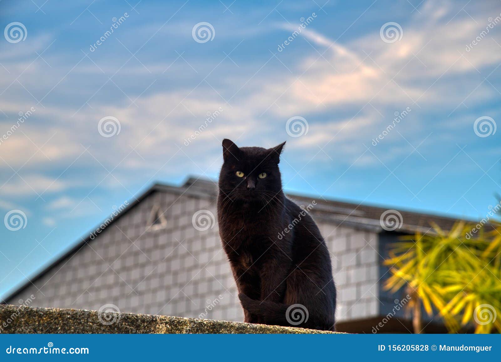 the cat on the fence.