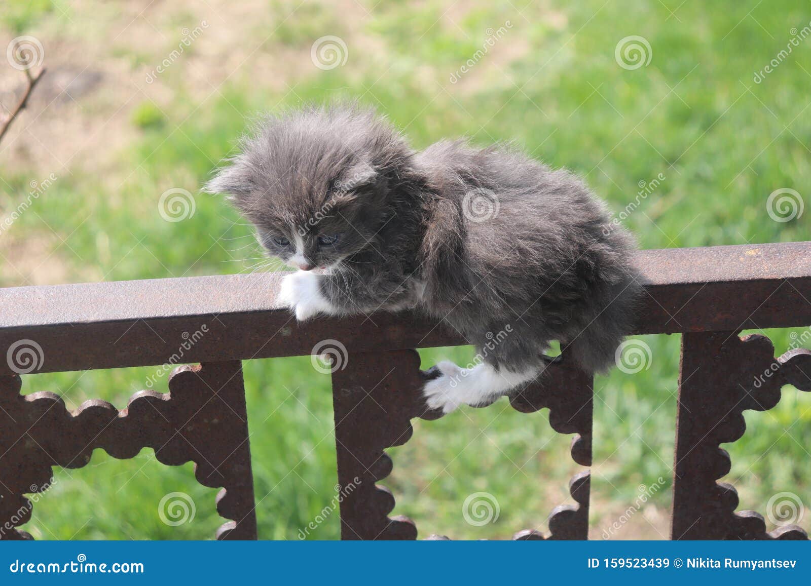 cat on the fence.