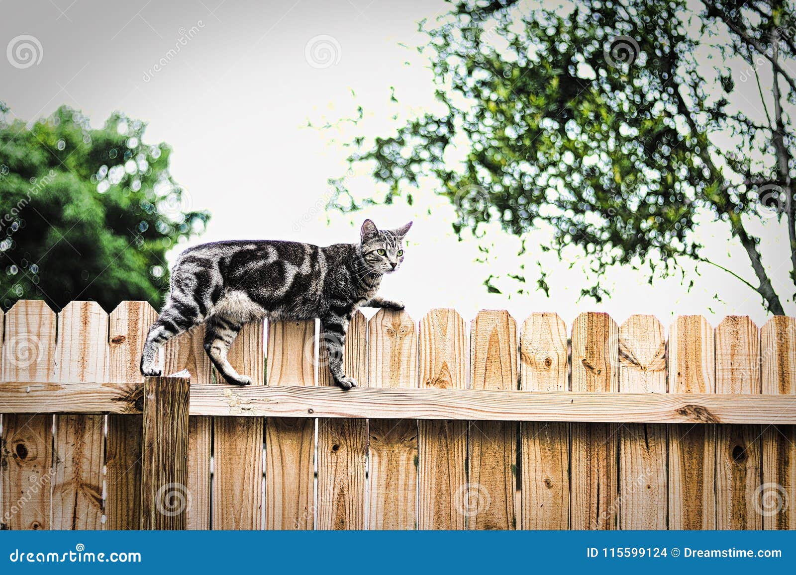 the cat on the fence