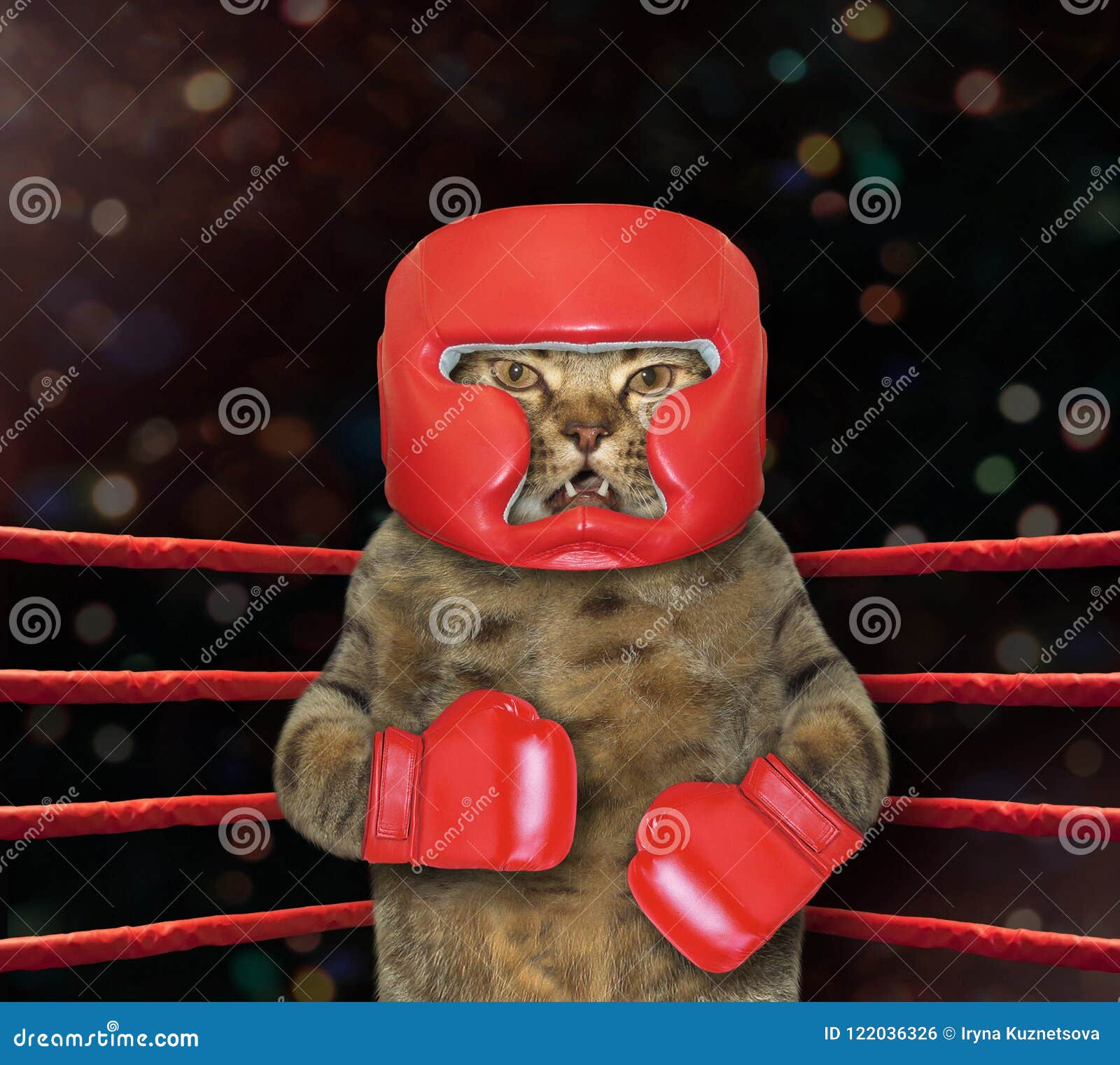 Cat fighter in boxing ring stock photo. Image of boxing 122036326