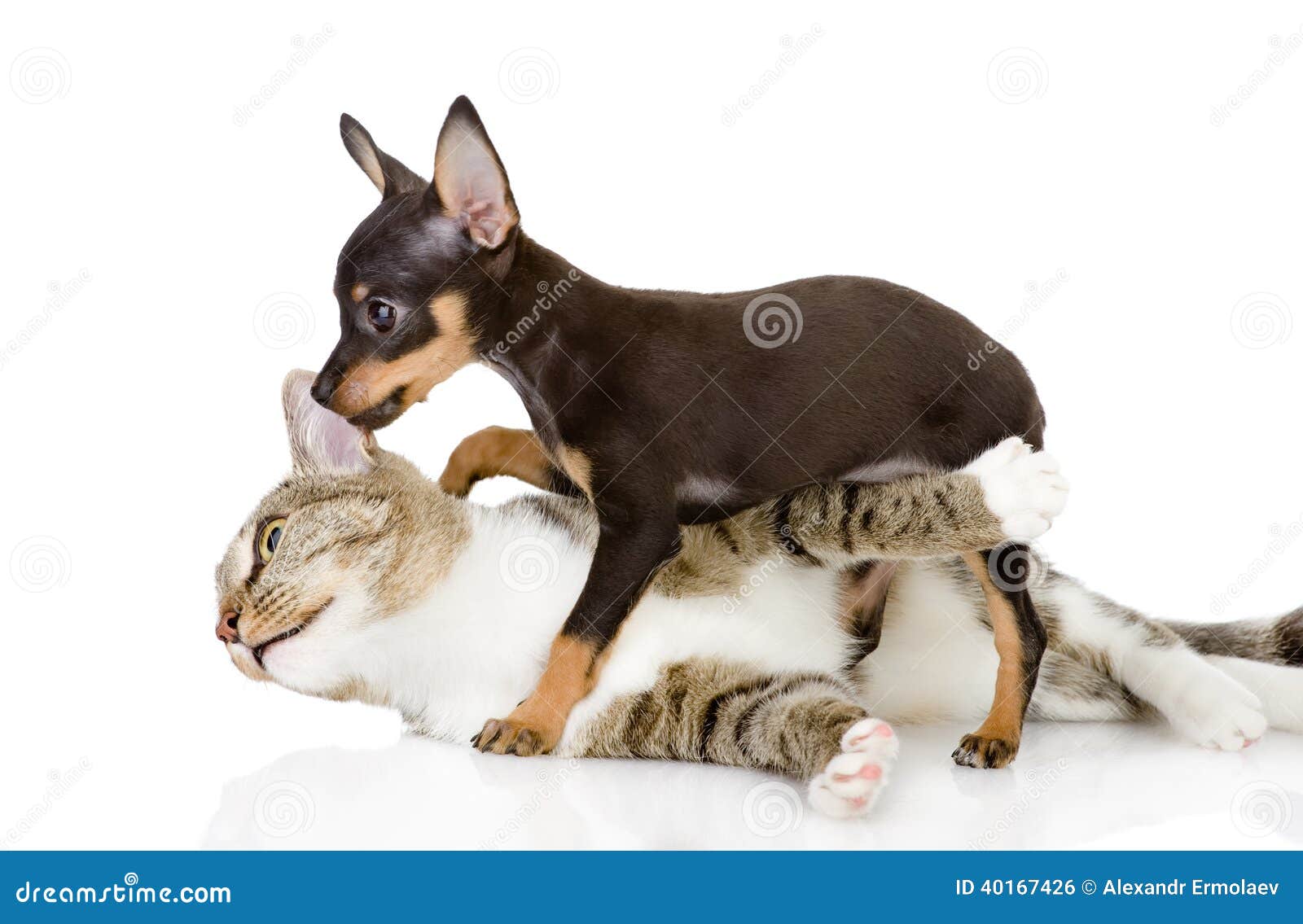 the cat fights with a dog