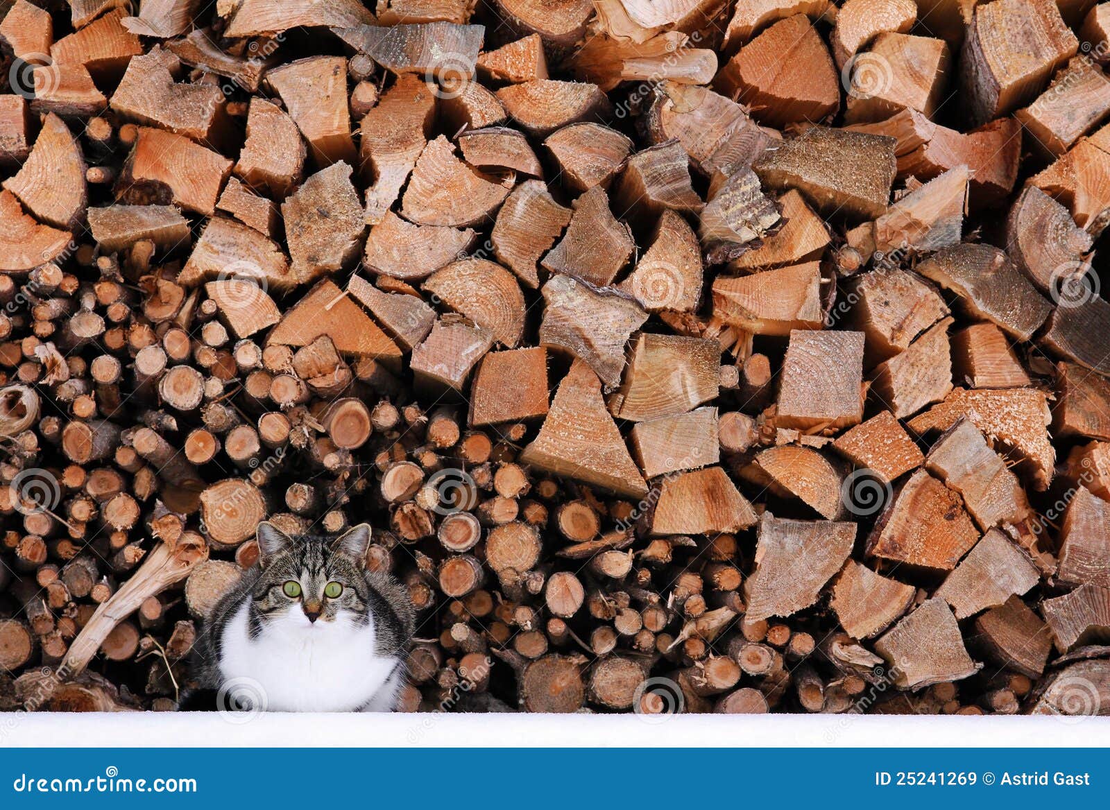 A cat before firewood. One cat before stacked up firewood