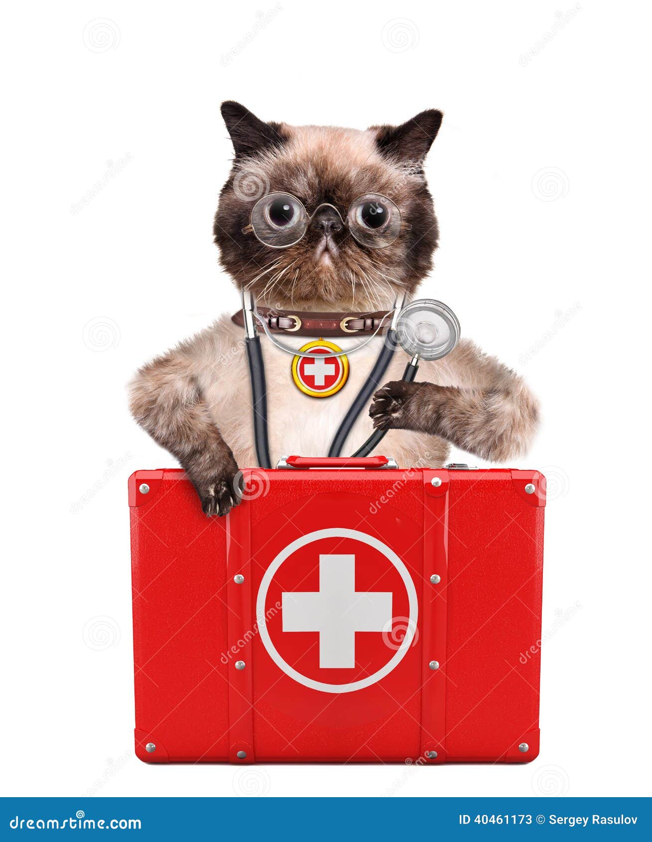 cat first aid kit list