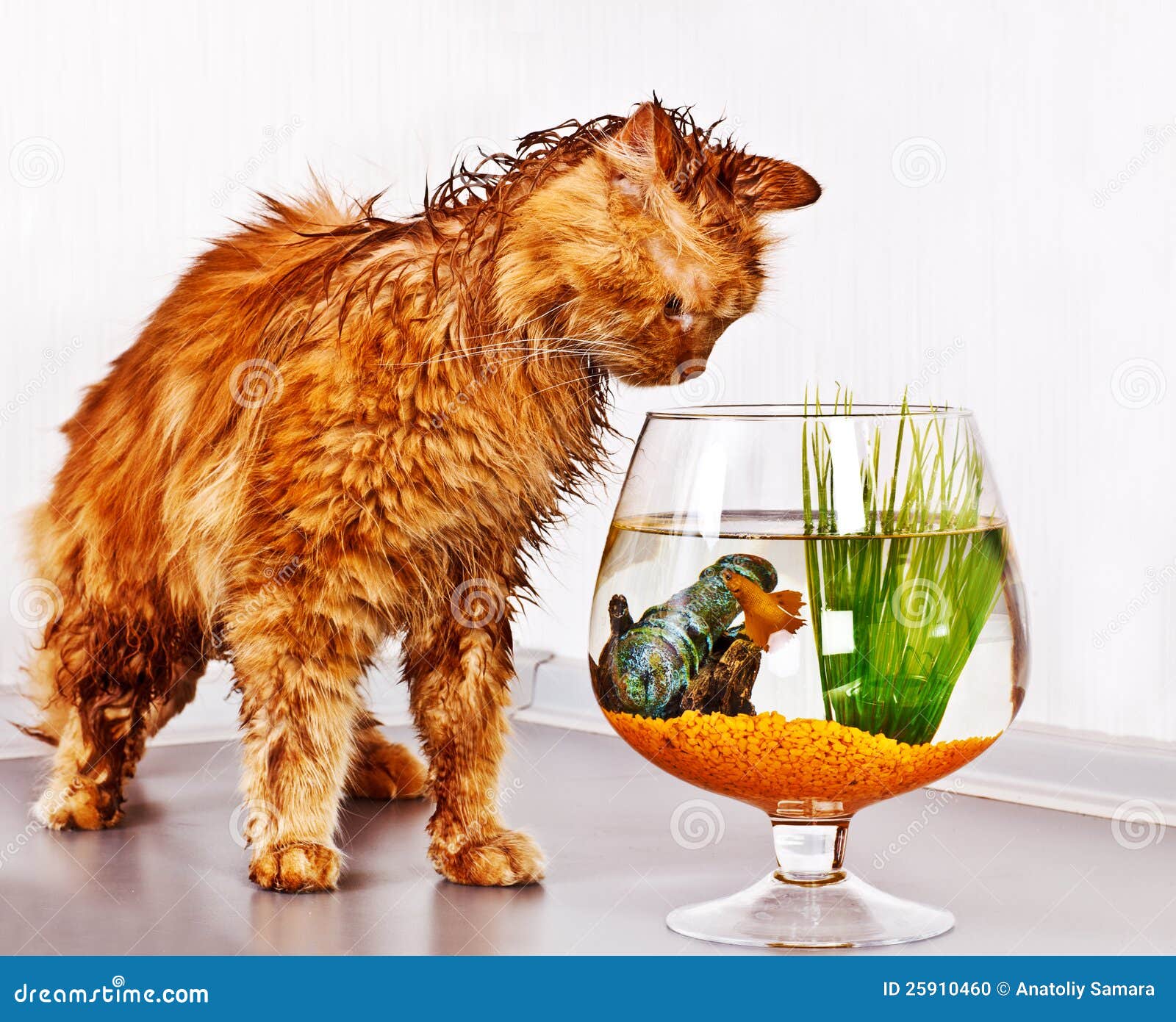Cat and fish stock photo. Image of watching, mammal, furry - 25910460
