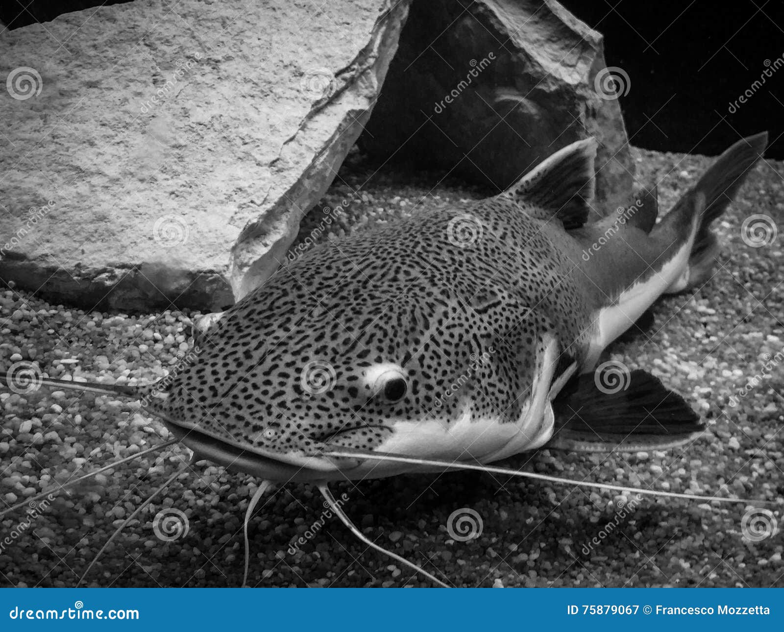 CAT Fish stock image. Image of fish 75879067