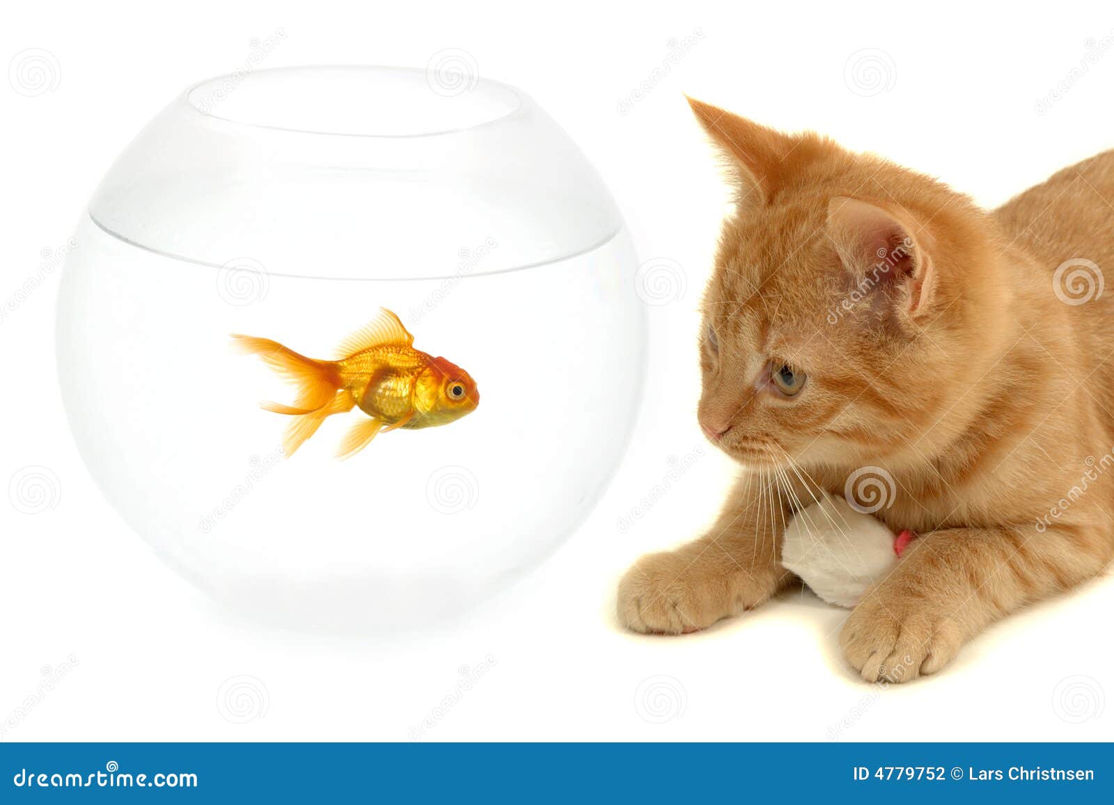Cat Fish And Mouse Stock Photography Image 4779752