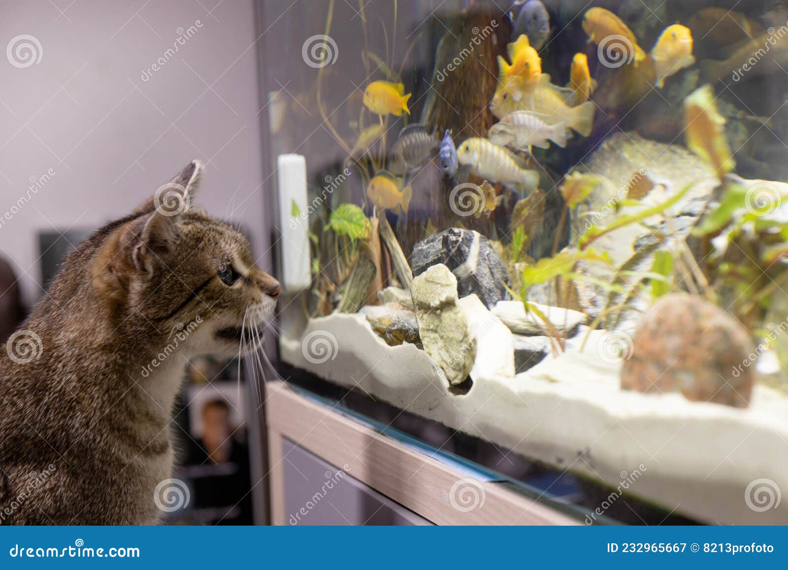 Cat and Fish, Cat Watching Looking at Aquarium Fish Stock Image Image