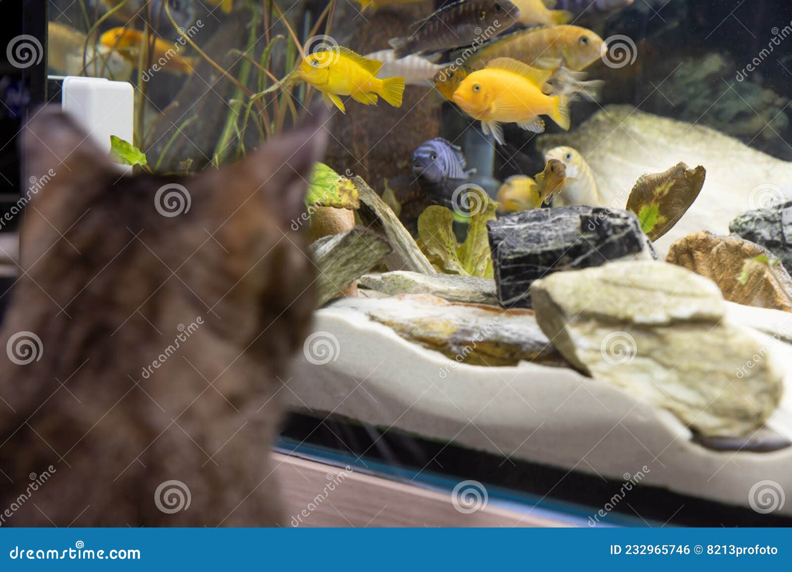 cat watching fish