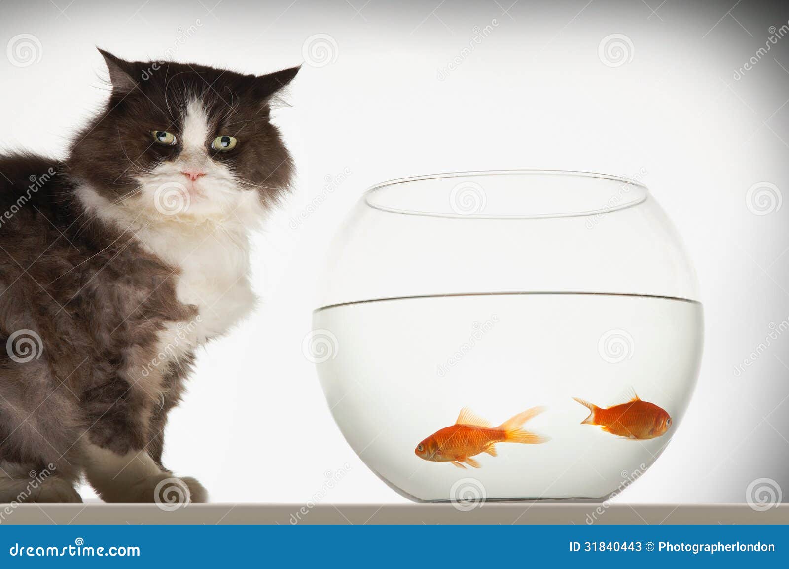 Cat by Fishbowl with TwoGoldfisch Stockbild Bild von hungrig