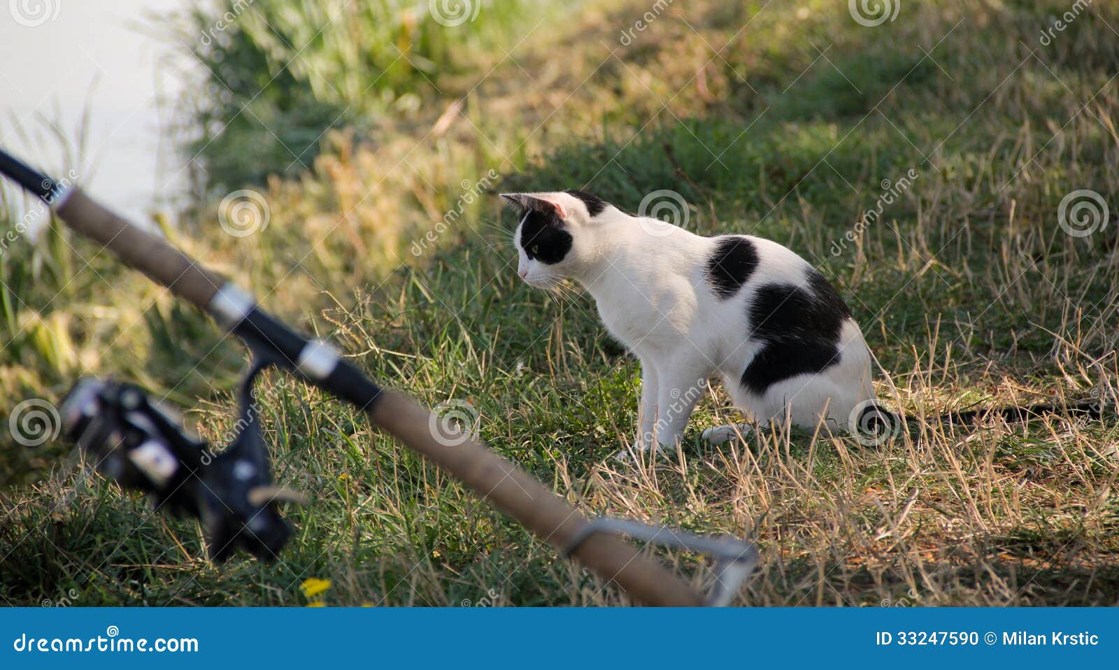 Cat on fishing stock photo. Image of snorkeling, looking 33247590