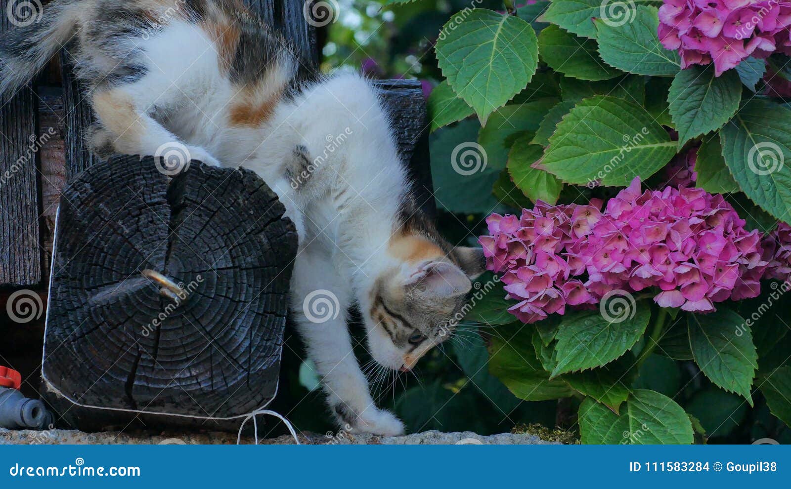 cat and flower