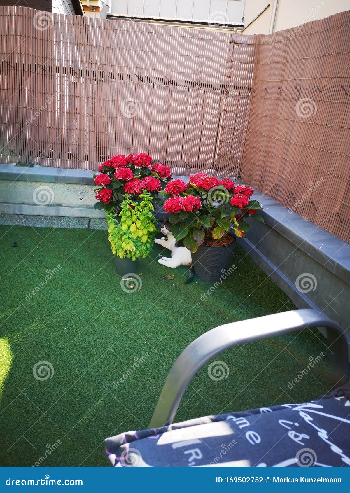Cat with flowers stock photo. Image of flowers, home 169502752