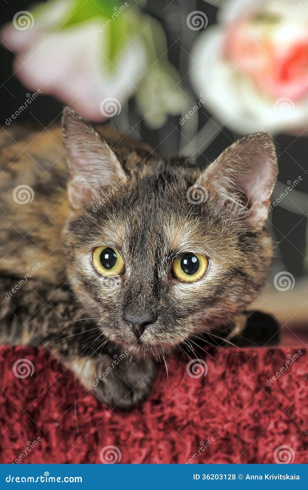 Cat with flowers stock photo. Image of domestic, celebrate - 36203128