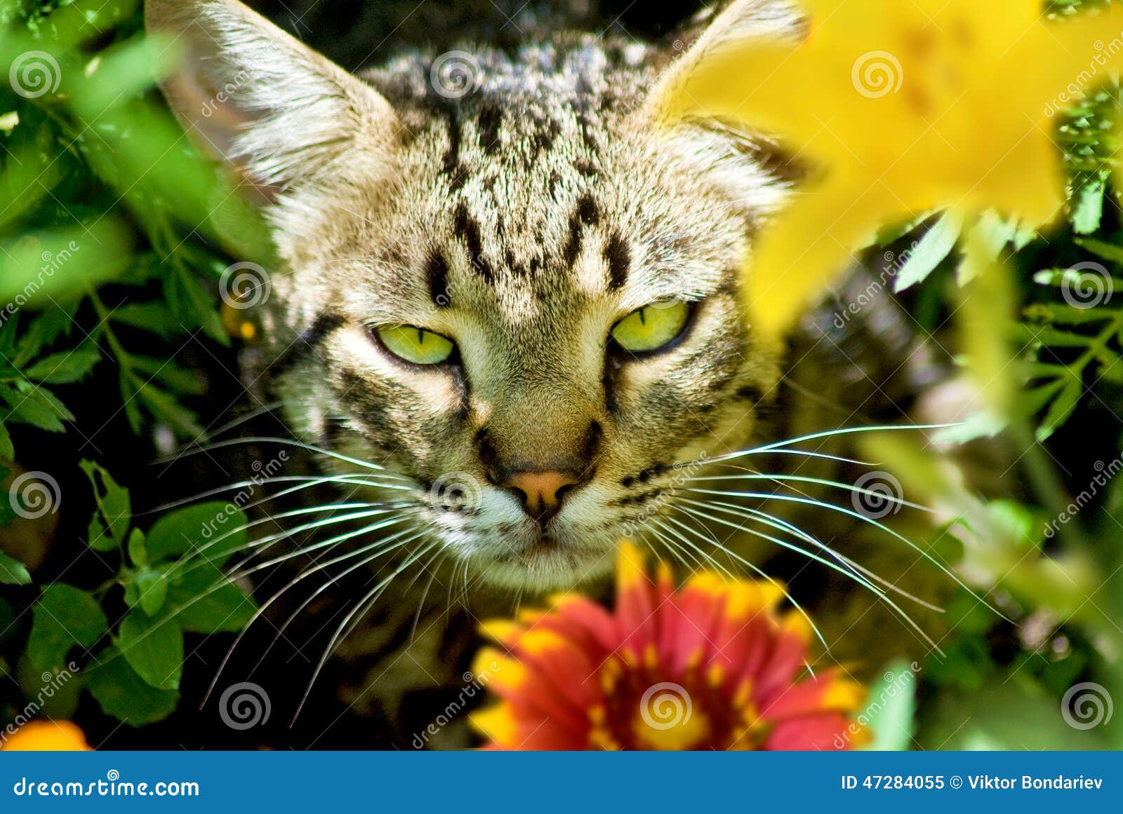 Cat in flowers stock image. Image of nature, cutout, adorable 47284055