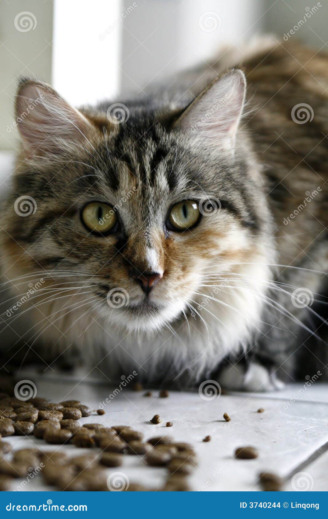 Cat And Food Stock Photo Image Of Eyes Indoor Delicious 3740244 cat-and-food-stock-photo-image-of-eyes-indoor-delicious-3740244