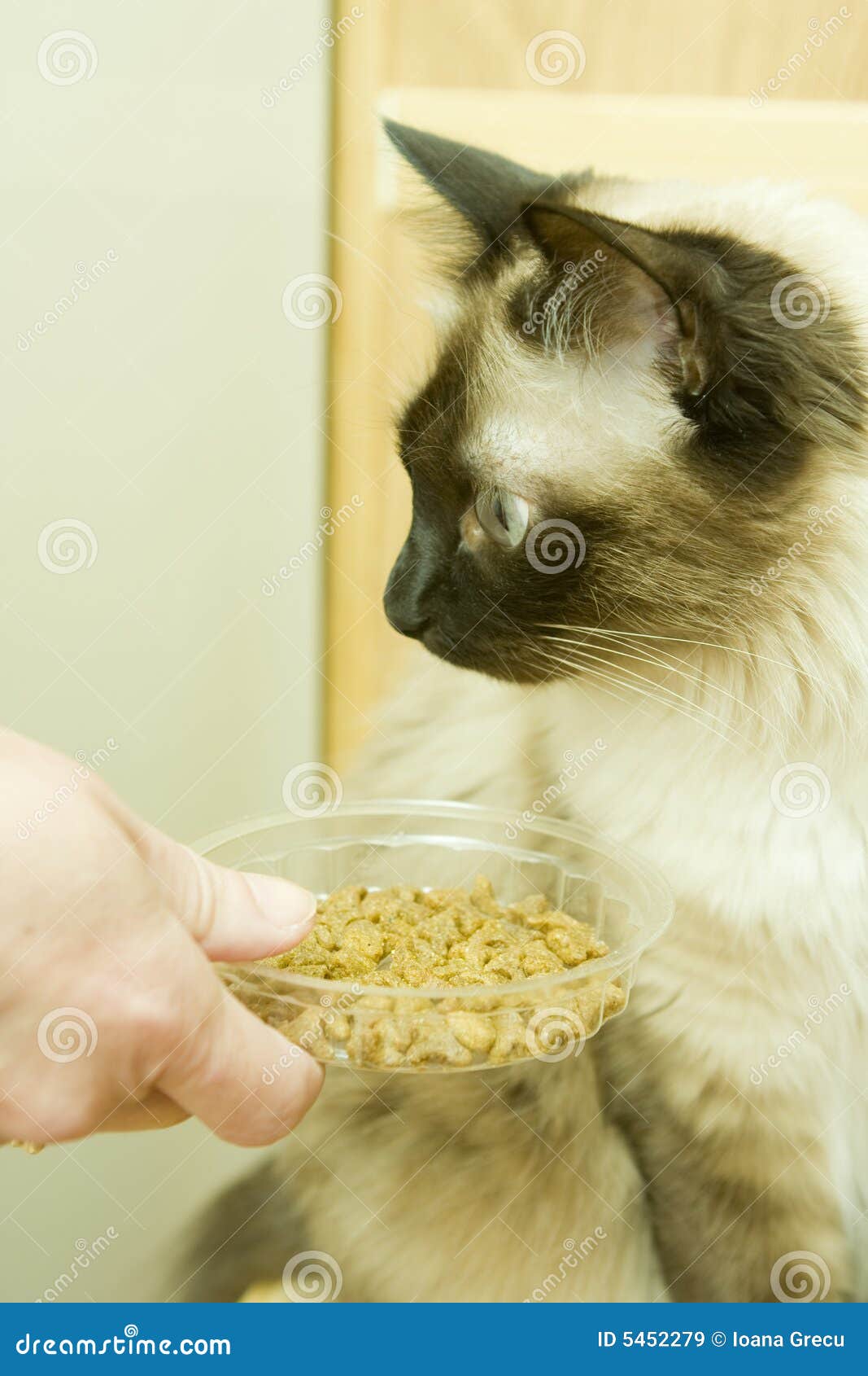 Cat with food stock image. Image of care, white, smelling 5452279