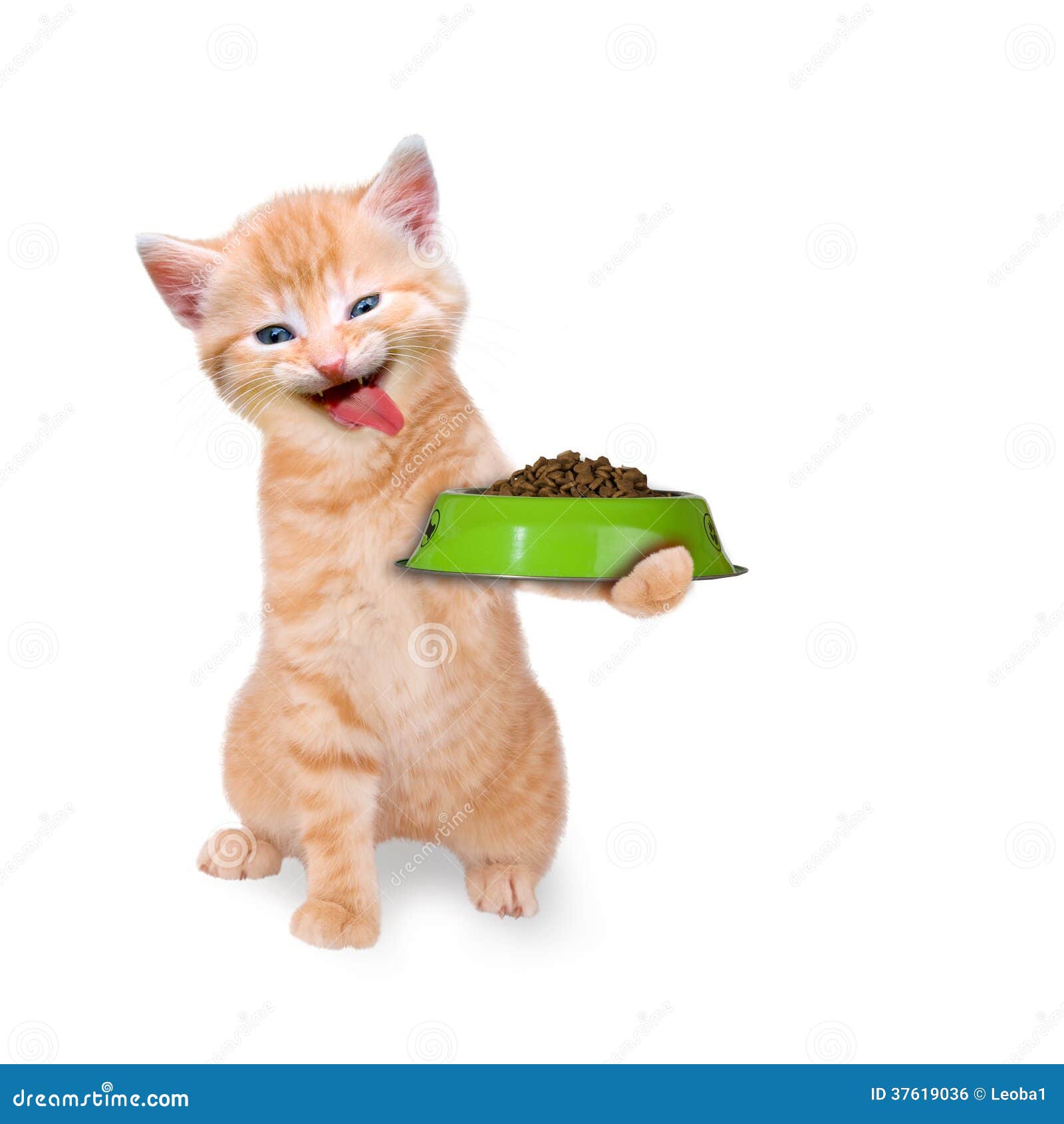 Cat with food bowl stock photo. Image of optional, laughing 37619036