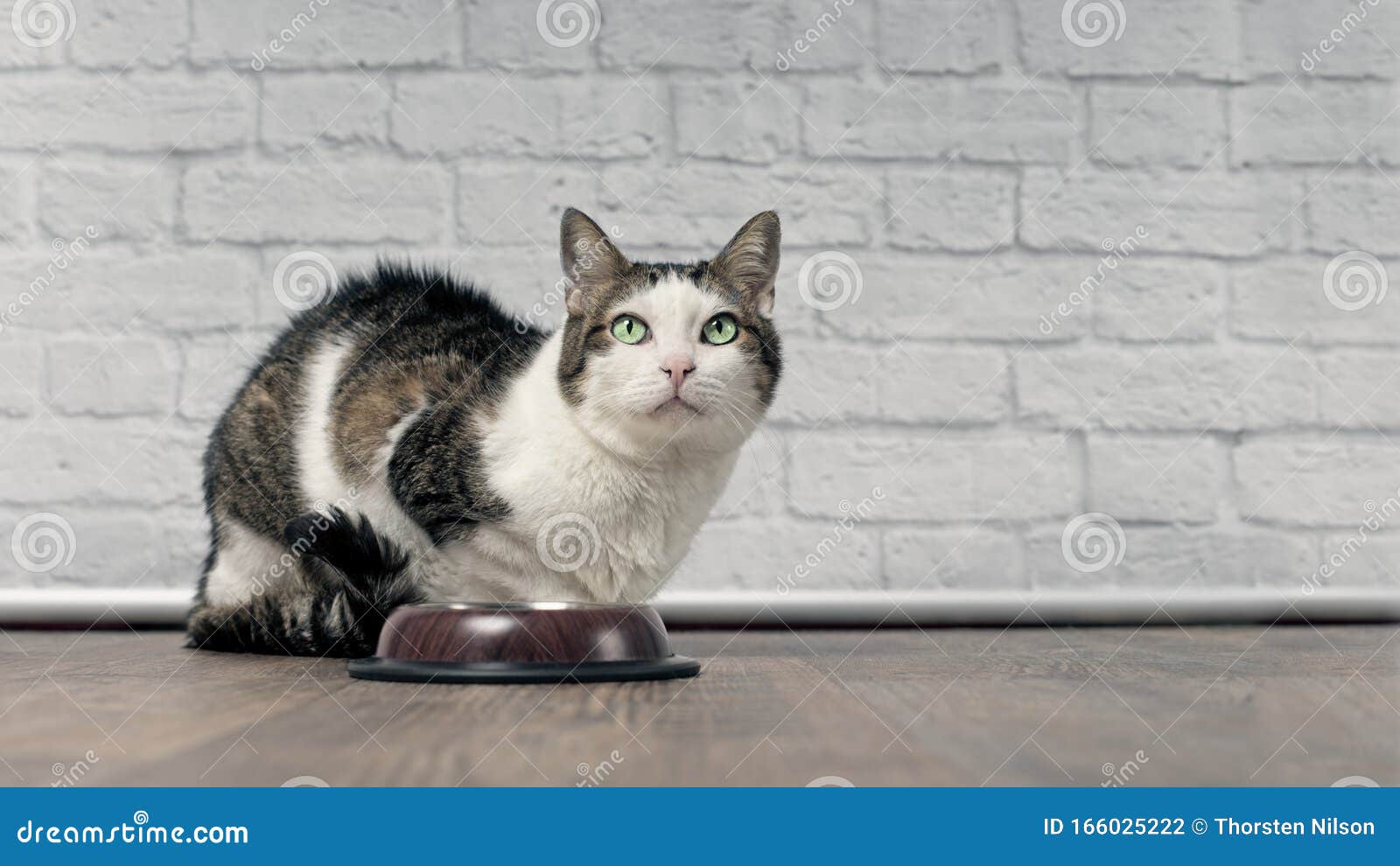Cat beside a Food Bowl Looking Grumpy and Waiting for Food. Stock Photo