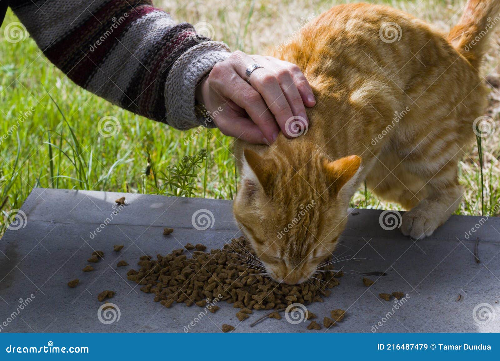 Cat with Cat Food, Eating Process Stock Image Image of healthy
