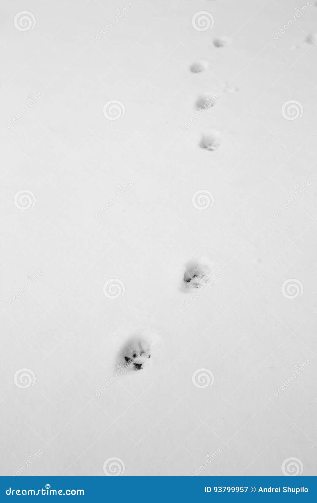 Cat footprints in the snow stock image. Image of nature - 93799957