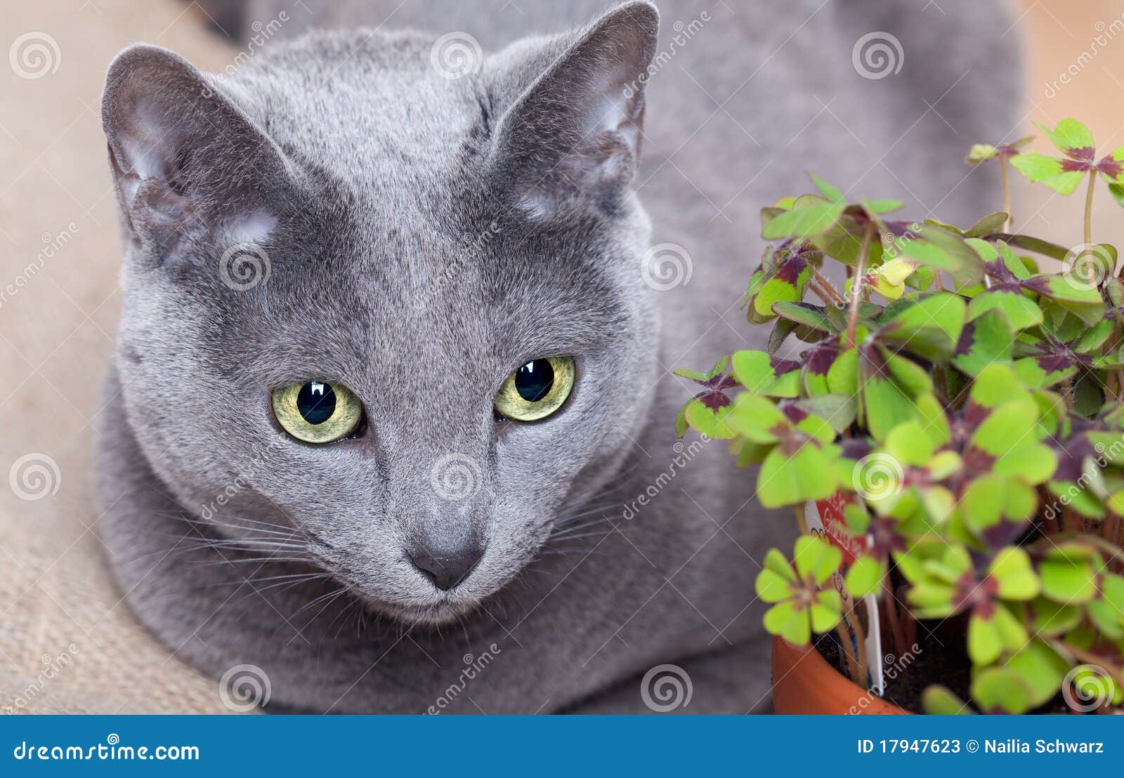 Cat and Four leaved Clover stock image. Image of charm 17947623