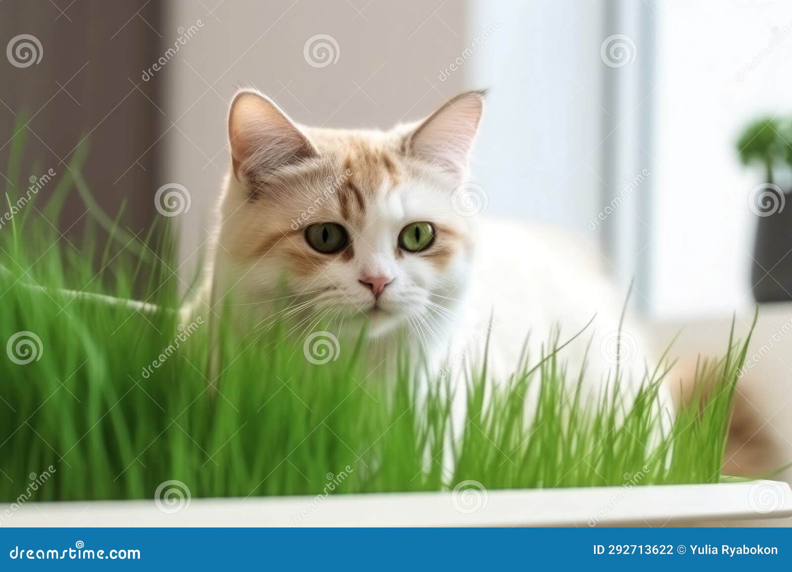Cat Fresh Grass Vitamin. Generate Ai Stock Photo Image of indoors