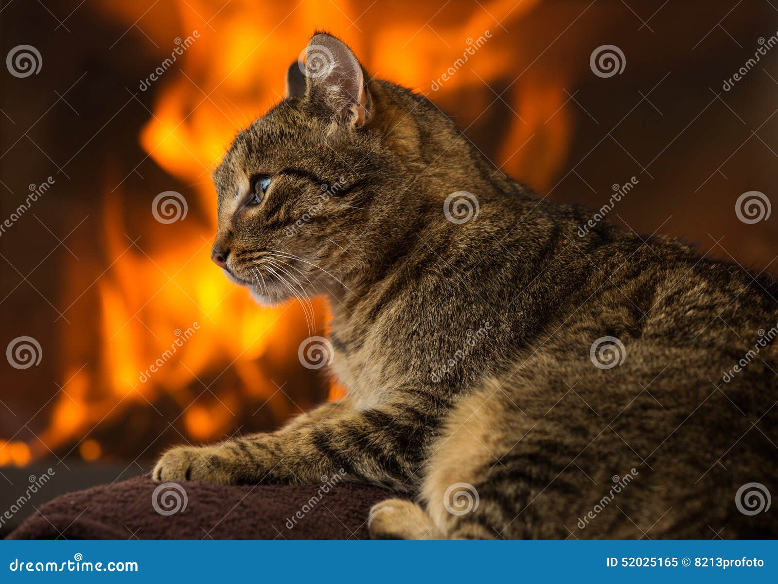 Cat in Front of Fireplace stock image. Image of light 52025165