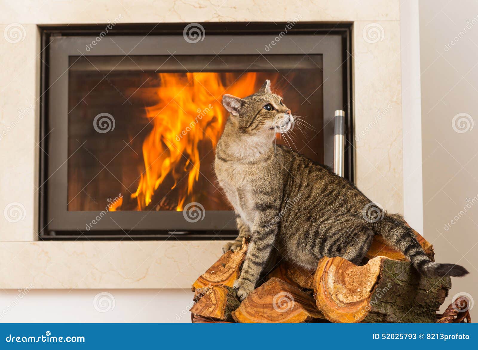 Cat in Front of Fireplace stock image. Image of burner 52025793