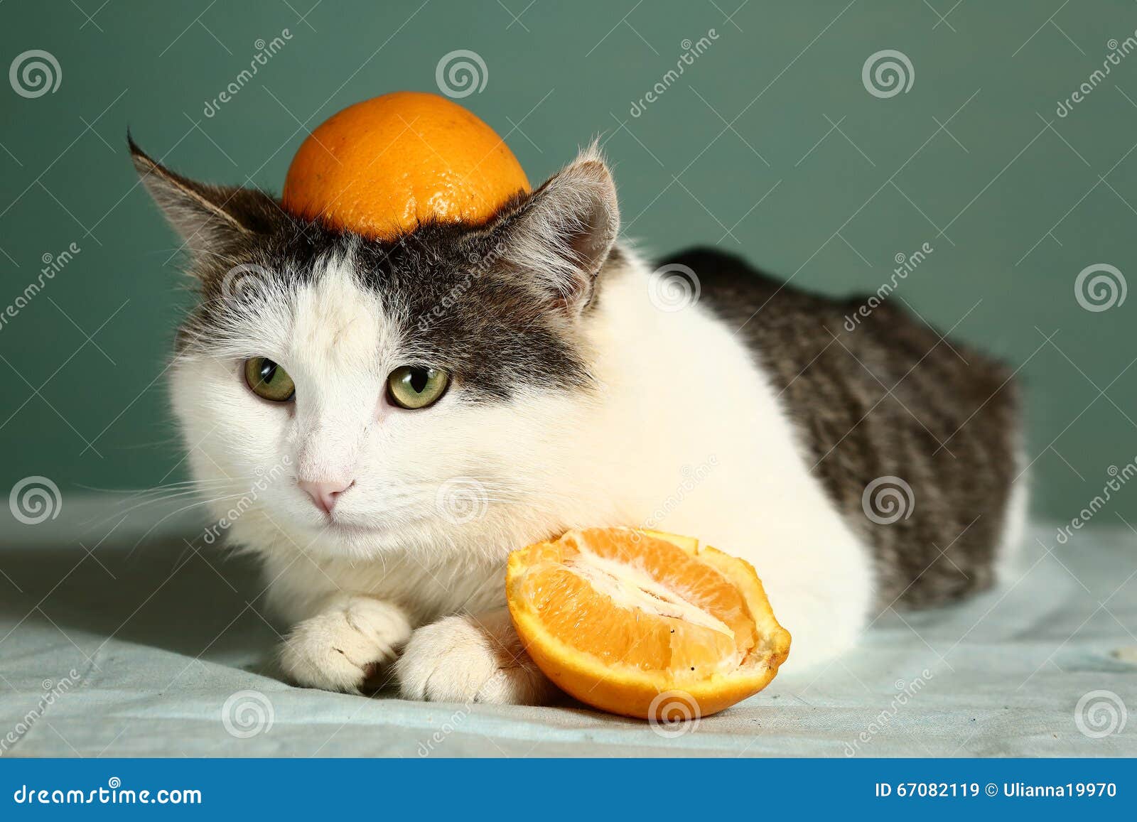 cat with orange on head