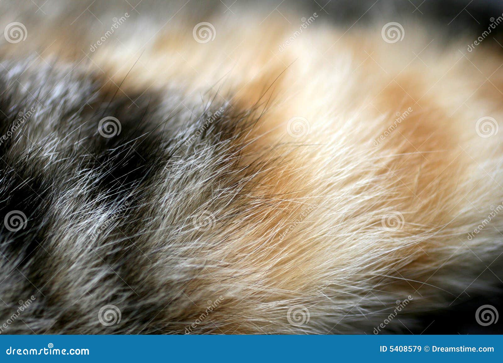 Cat fur stock image. Image of kitten, little, white, blind 5408579