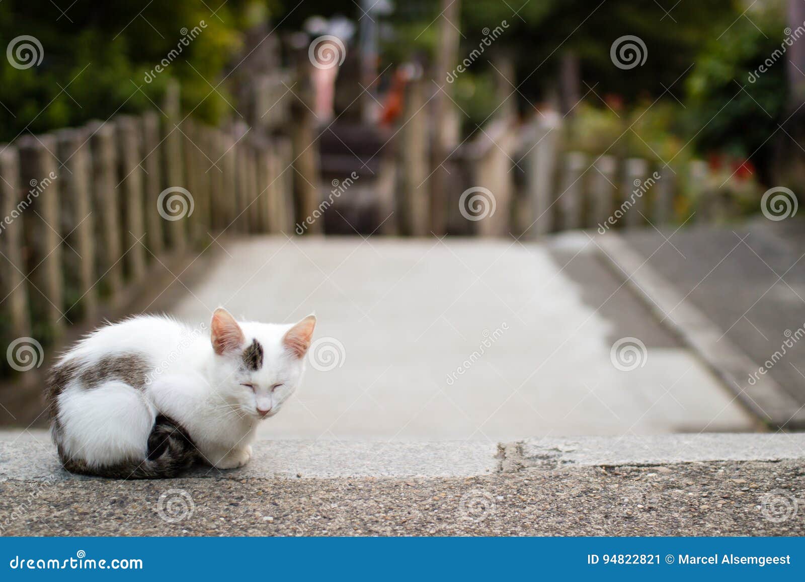 Cat at Fushimi Inari Shrine, Kyoto, Japan Stock Image Image of