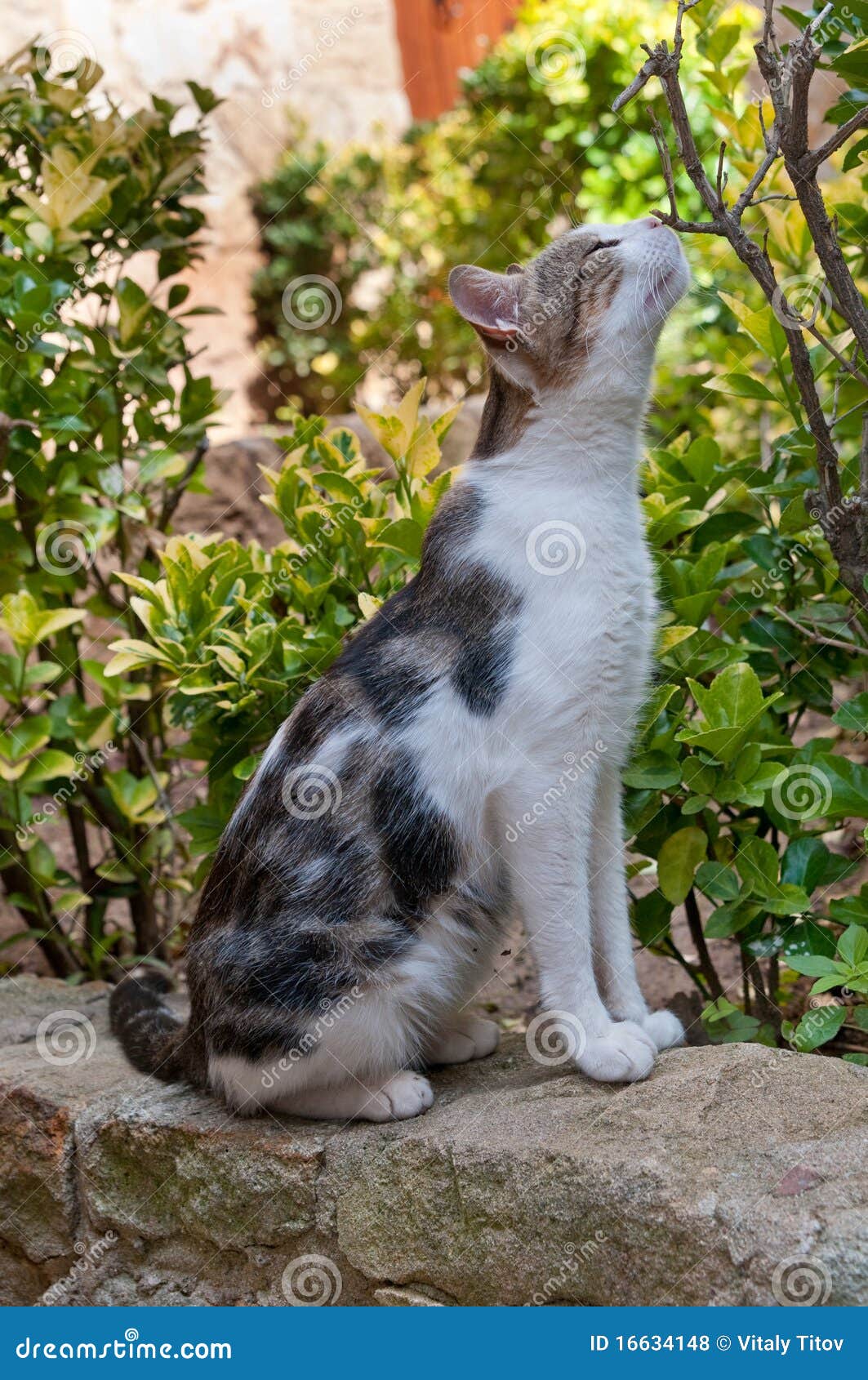 Cat in the garden stock photo. Image of background, feline - 16634148
