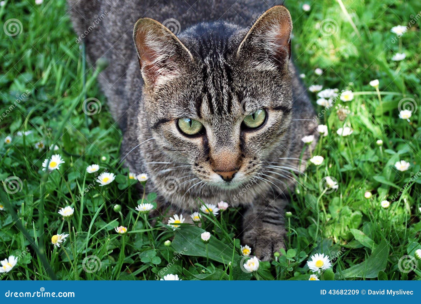 Cat stock image. Image of daisies, head, flowers, animal 43682209