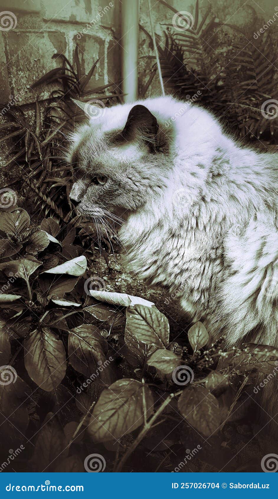 a beautiful cat among the foliage.