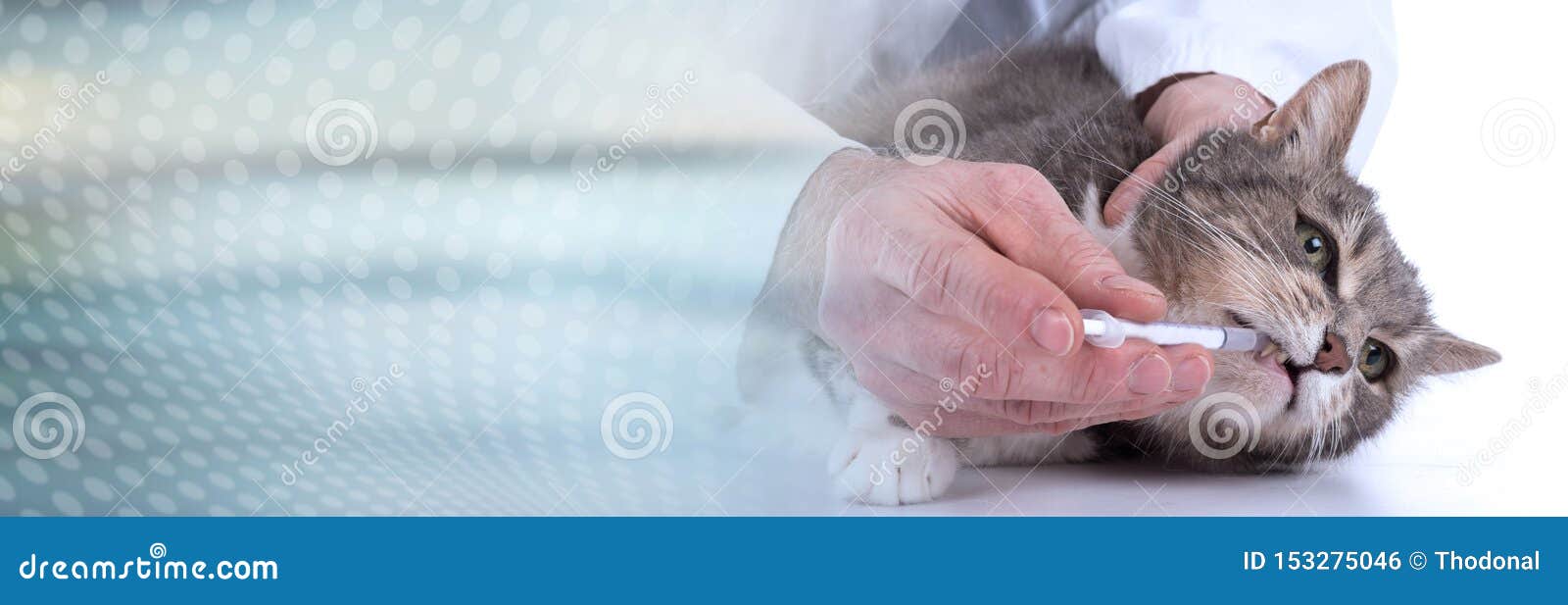 Cat Getting Medication Panoramic Banner Stock Photo 