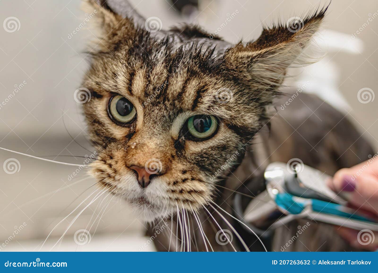 Cat Getting Washed at Grooming Salon and Pet Spa Stock Photo Image of