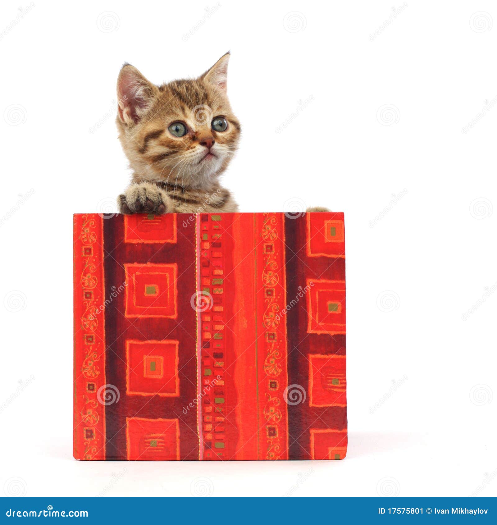 Cat in gift box stock image. Image of baby, beautiful 17575801