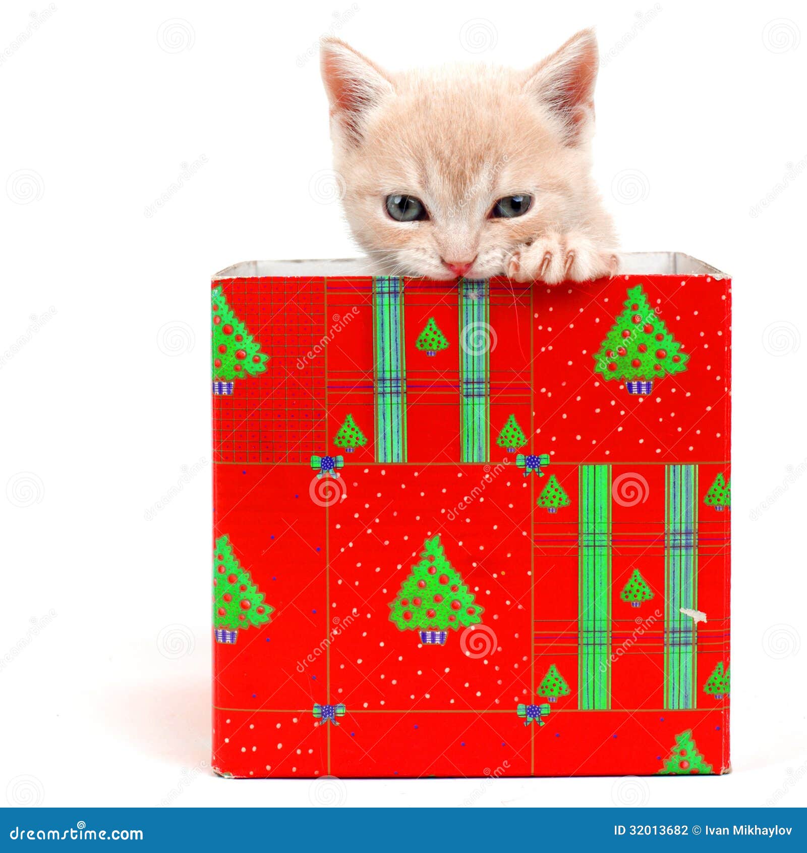 Cat in gift box stock photo. Image of feline, face, isolated 32013682