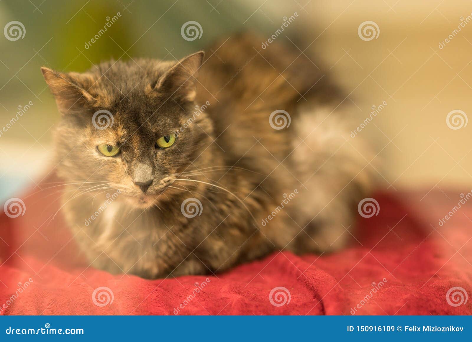 Cat in a Glass Cage in a Shelter Stock Image Image of feline, rescue