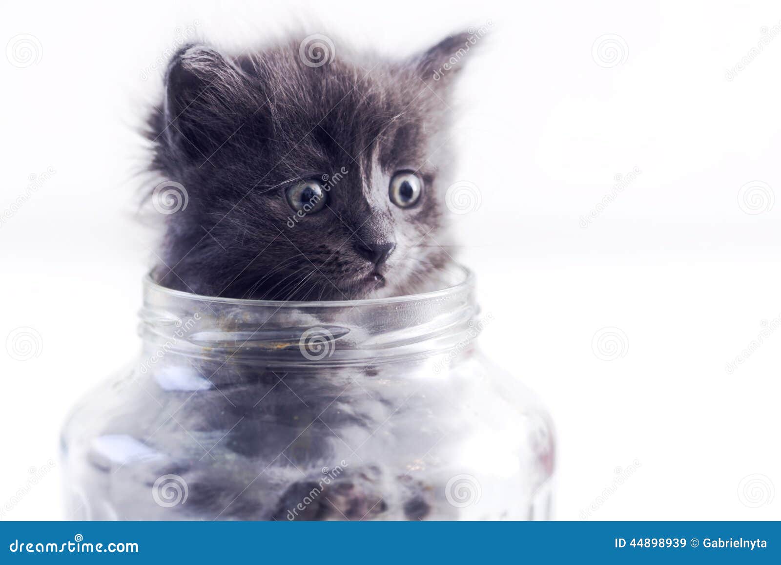 Cat in a glass jar stock image. Image of grey, mammal 44898939